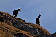 28 Anche i camosci salgono sul costone roccioso-erboso e ci osservano curiosi